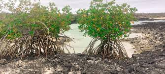 Manglares en Cartagena