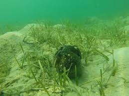 Manglares en Cartagena